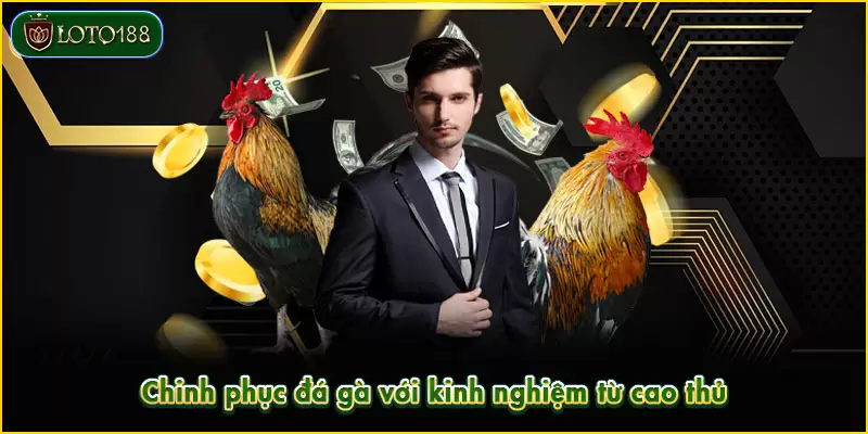 Đá gà Thomo - Sảnh cược kịch tính, kiếm tiền nhanh 6 Chinh phục đá gà với kinh nghiệm từ cao thủ