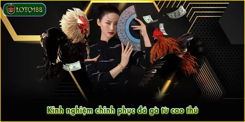 Kinh nghiệm chinh phục đá gà từ cao thủ