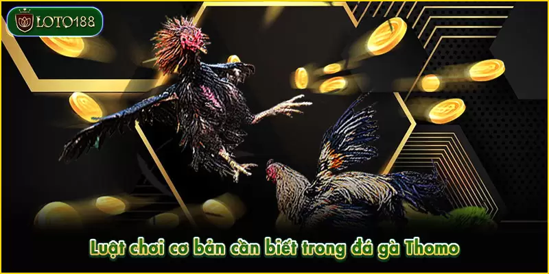 Đá gà Thomo - Sảnh cược kịch tính, kiếm tiền nhanh 3 Luật chơi cơ bản cần biết trong đá gà Thomo
