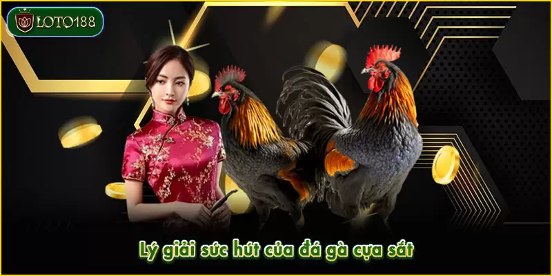Lý giải sức hút của đá gà cựa sắt