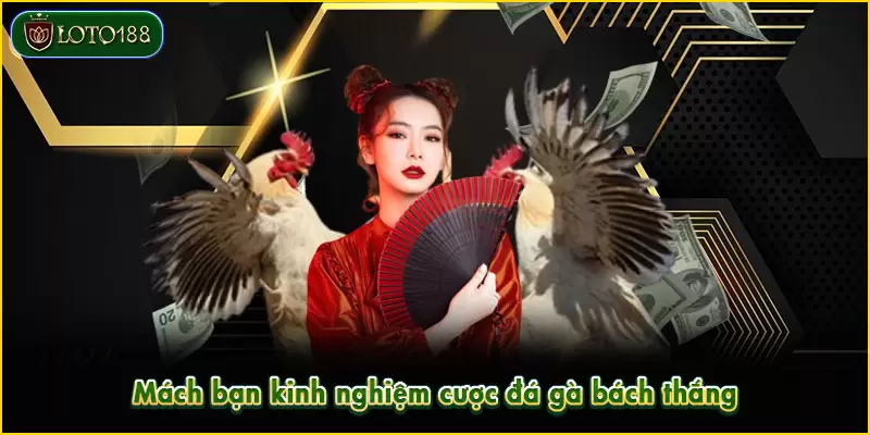 Đá gà tre - Siêu phẩm đối kháng HOT nhất sảnh LOTO188 5 Học hỏi kinh nghiệm từ cao thủ giúp dự đoán chuẩn xác