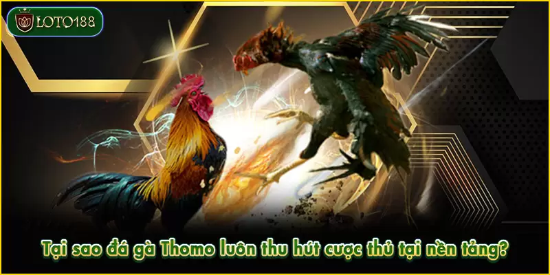 Đá gà Thomo - Sảnh cược kịch tính, kiếm tiền nhanh 5 Đá gà Thomo mang đến trải nghiệm tối ưu nhất