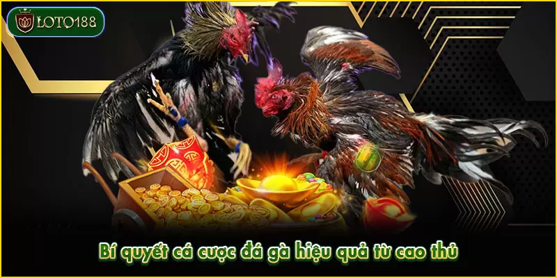 Đá gà LOTO188 - Sảnh cược kịch tính, rinh thưởng khủng 4 Trang bị mẹo chơi giúp nâng cao khả năng chiến thắng