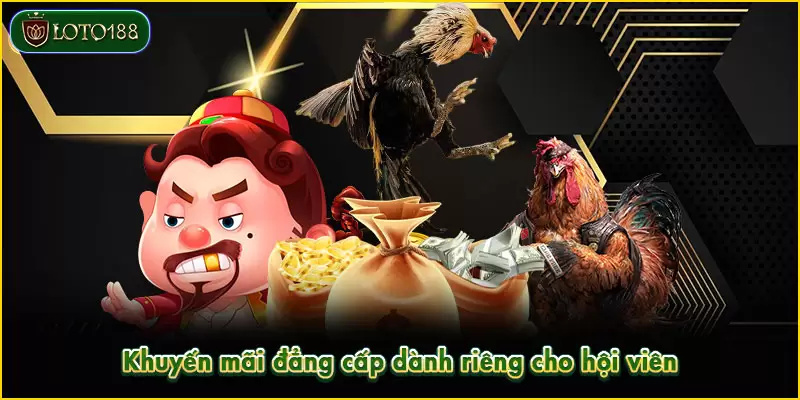 Đá gà LOTO188 - Sảnh cược kịch tính, rinh thưởng khủng 3 Khuyến mãi đẳng cấp dành riêng cho hội viên